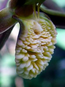 Catasetum tuberculatum