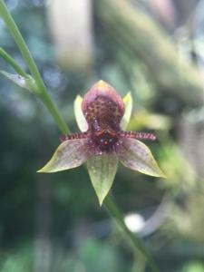 Trichoceros tupaipi