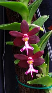 Trichoglottis atropurpurea