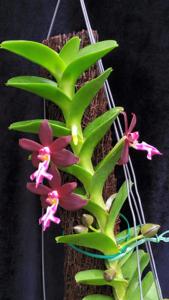 Trichoglottis atropurpurea