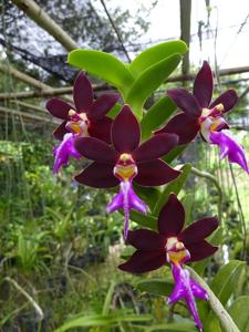 Trichoglottis atropurpurea