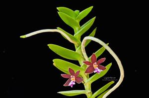 Trichoglottis atropurpurea