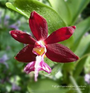 Trichoglottis atropurpurea