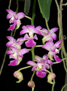 Aerides crassifolia