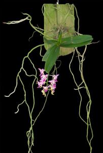 Aerides crassifolia