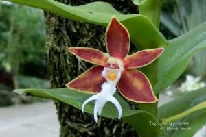 Trichoglottis philippinensis