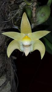 Bulbophyllum lobbii subsp. siamense