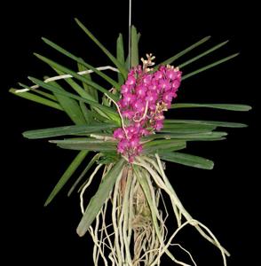 Vanda ampullacea