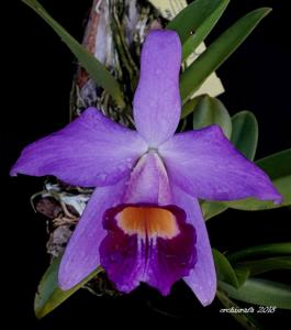 Cattleya praestans