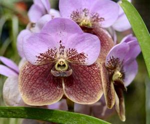 Vanda sanderiana