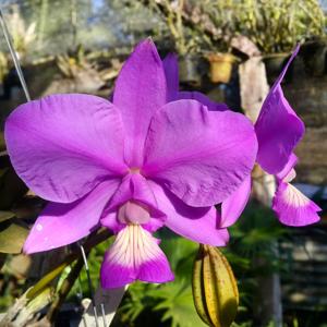 Cattleya nobilior