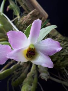 Dendrobium trantuanii