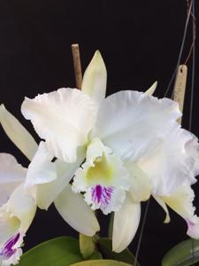 Cattleya warneri