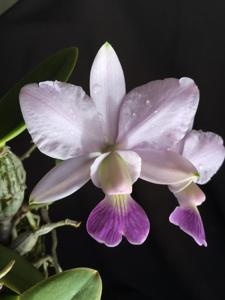 Cattleya walkeriana