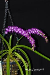 Aerides multiflora