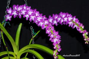 Aerides multiflora