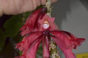 Dendrobium lawesii