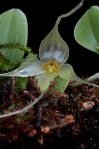 Brachionidium valerioi