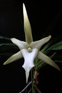 Angraecum sesquipedale