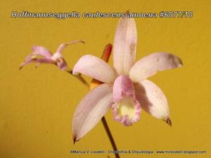 Cattleya caulescens