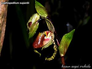 Paphiopedilum supardii