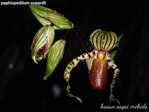 Paphiopedilum supardii