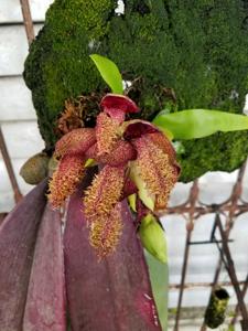 Bulbophyllum phalaenopsis