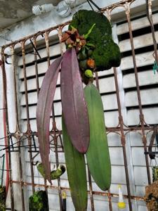 Bulbophyllum phalaenopsis