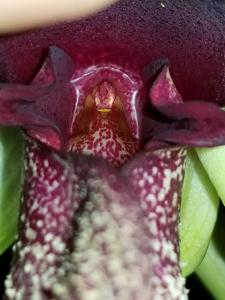 Bulbophyllum phalaenopsis