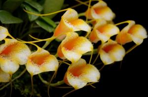 Masdevallia strobelii