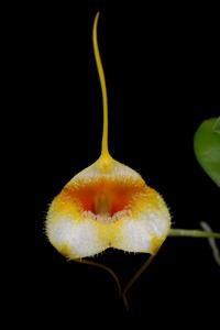 Masdevallia strobelii