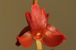 Coelogyne woodiana