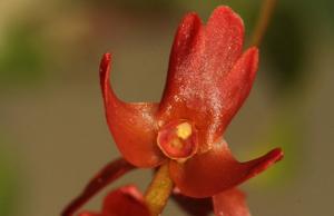 Coelogyne woodiana