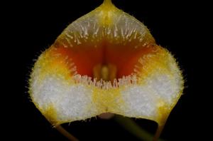 Masdevallia strobelii