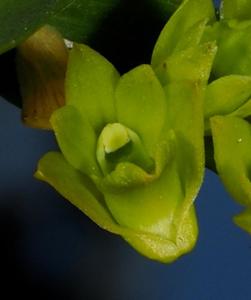 Dendrobium kanburiense