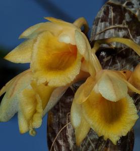 Dendrobium compressum