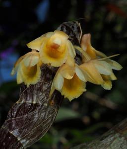 Dendrobium compressum