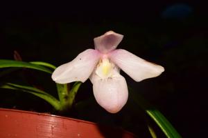 Phragmipedium andreettae