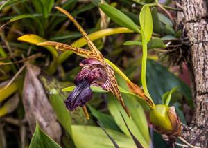 Dendrobium amplum