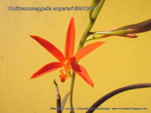 Cattleya angereri