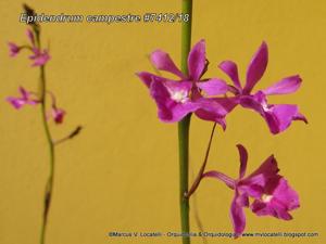 Epidendrum campestre