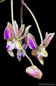 Phalaenopsis finleyi