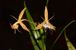 Epidendrum criniferum