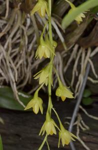 Dendrobium monophyllum