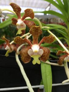 Vanda brunnea