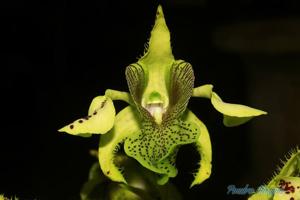 Dendrobium macrophyllum