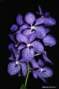 Vanda coerulea