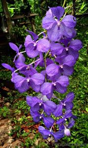 Vanda coerulea