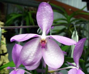 Vanda coerulea