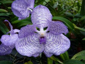 Vanda coerulea